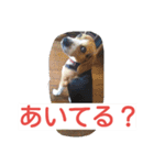 ビーグルとミニチュアシュナウザー2（個別スタンプ：10）