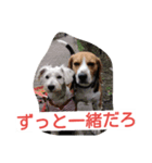 ビーグルとミニチュアシュナウザー2（個別スタンプ：11）
