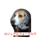 ビーグルとミニチュアシュナウザー2（個別スタンプ：12）