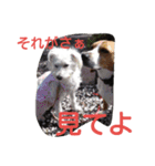 ビーグルとミニチュアシュナウザー2（個別スタンプ：13）
