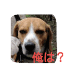 ビーグルとミニチュアシュナウザー2（個別スタンプ：14）