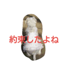 ビーグルとミニチュアシュナウザー2（個別スタンプ：15）