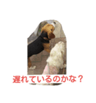 ビーグルとミニチュアシュナウザー2（個別スタンプ：16）