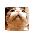 おはようございます。にゃーくん（個別スタンプ：2）