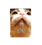 おはようございます。にゃーくん（個別スタンプ：3）