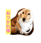 ムク アンド リク（個別スタンプ：1）
