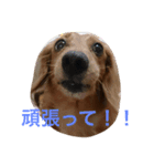 ムク アンド リク（個別スタンプ：4）