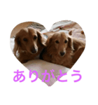 ムク アンド リク（個別スタンプ：5）