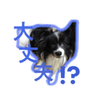 パピヨンのハッピーくん（個別スタンプ：10）