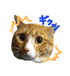 おうちの猫ども（個別スタンプ：1）