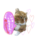 おうちの猫ども（個別スタンプ：4）
