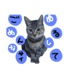 おうちの猫ども（個別スタンプ：7）