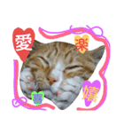 おうちの猫ども（個別スタンプ：8）
