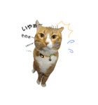 おうちの猫ども（個別スタンプ：9）
