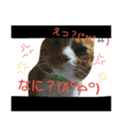 おうちの猫ども（個別スタンプ：11）