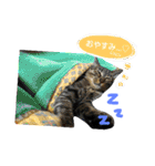 おうちの猫ども（個別スタンプ：12）