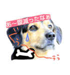 おうちの猫ども（個別スタンプ：13）