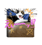 おうちの猫ども（個別スタンプ：14）