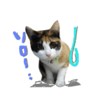 おうちの猫ども（個別スタンプ：15）