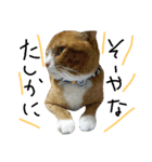 おうちの猫ども（個別スタンプ：22）
