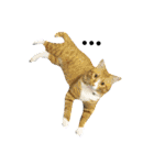 おうちの猫ども（個別スタンプ：25）
