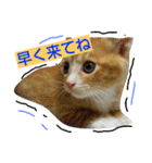おうちの猫ども（個別スタンプ：26）