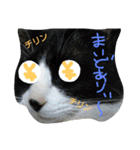 おうちの猫ども（個別スタンプ：30）