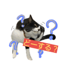 おうちの猫ども（個別スタンプ：31）