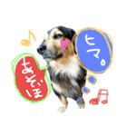 おうちの猫ども（個別スタンプ：32）