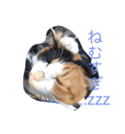 mikenekoM（個別スタンプ：3）
