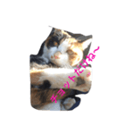 mikenekoM（個別スタンプ：4）