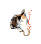 mikenekoM（個別スタンプ：5）