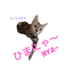 N家のにゃんこ（個別スタンプ：3）