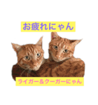 N家のにゃんこ（個別スタンプ：6）