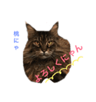 N家のにゃんこ（個別スタンプ：8）