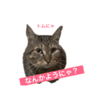 N家のにゃんこ（個別スタンプ：9）