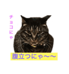 N家のにゃんこ（個別スタンプ：10）
