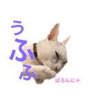 N家のにゃんこ（個別スタンプ：13）