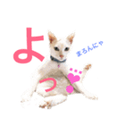N家のにゃんこ（個別スタンプ：14）