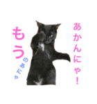 N家のにゃんこ（個別スタンプ：15）