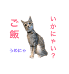 N家のにゃんこ（個別スタンプ：16）