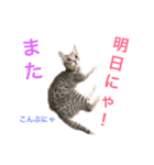 N家のにゃんこ（個別スタンプ：17）