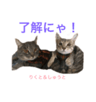 N家のにゃんこ（個別スタンプ：19）