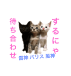 N家のにゃんこ（個別スタンプ：20）