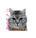 N家のにゃんこ（個別スタンプ：24）