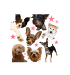 神谷犬③（個別スタンプ：1）