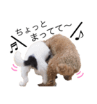 神谷犬③（個別スタンプ：2）