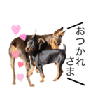 神谷犬③（個別スタンプ：6）