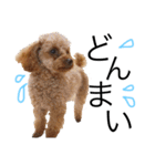 神谷犬③（個別スタンプ：13）
