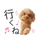 神谷犬③（個別スタンプ：15）